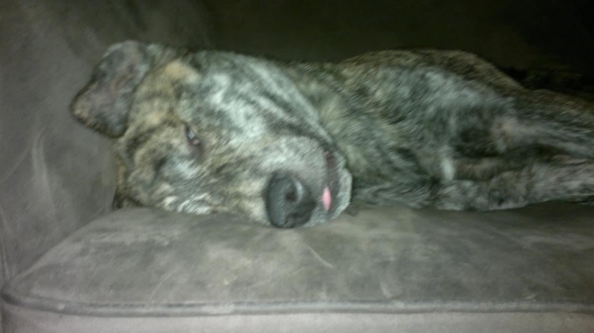 Blanding af racer Kasper - sovetrynen billede 22