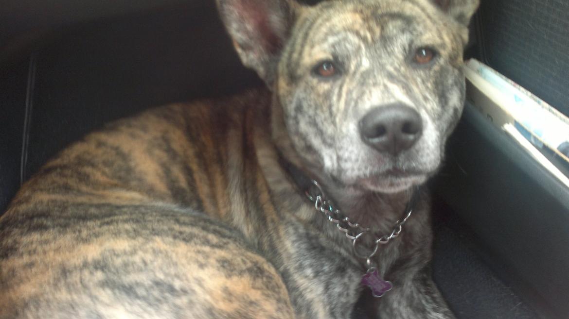 Blanding af racer Kasper - min smukke dreng billede 21