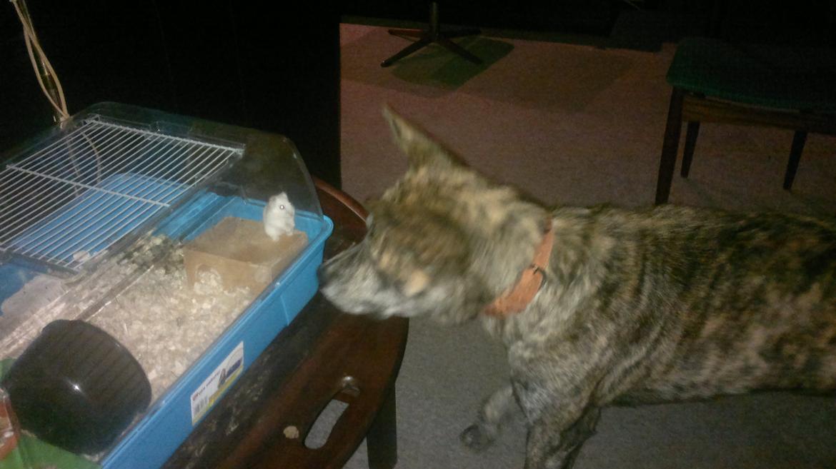 Blanding af racer Kasper - Far er det "Mad" billede 19