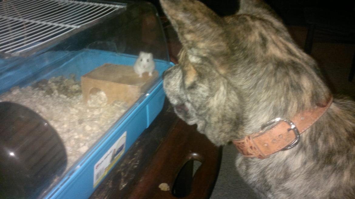 Blanding af racer Kasper - Far er det "Mad" billede 18