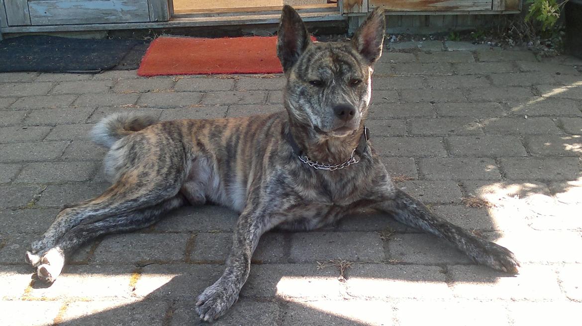 Blanding af racer Kasper - hos mine bedstforældre billede 20