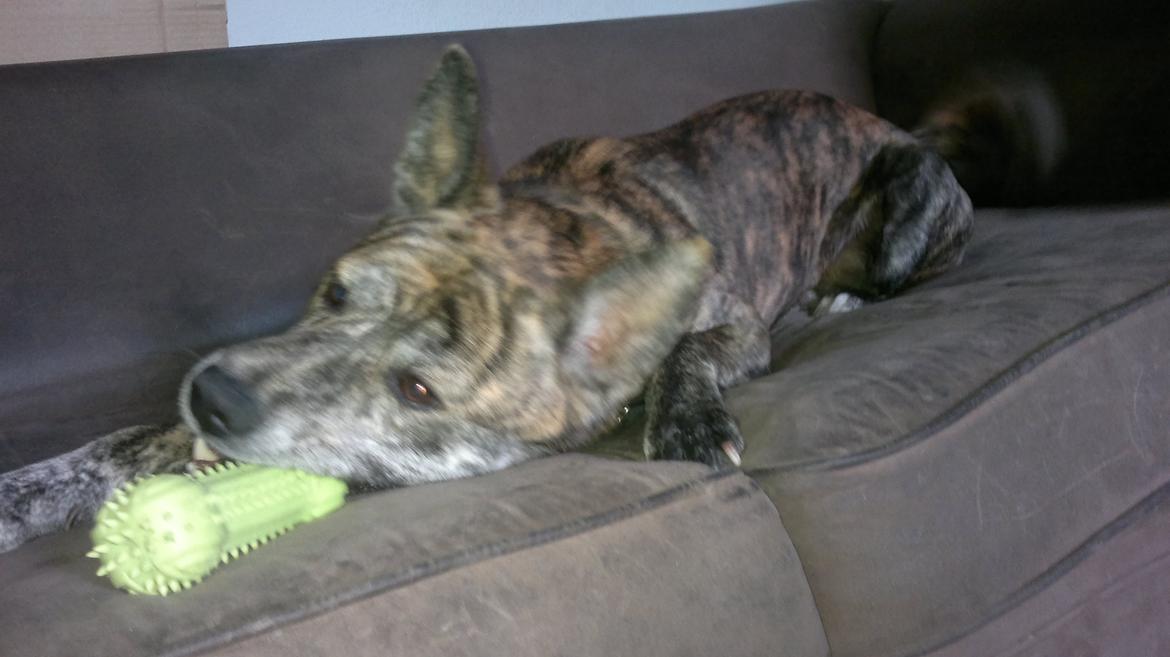 Blanding af racer Kasper - hygge med pivedyr billede 14