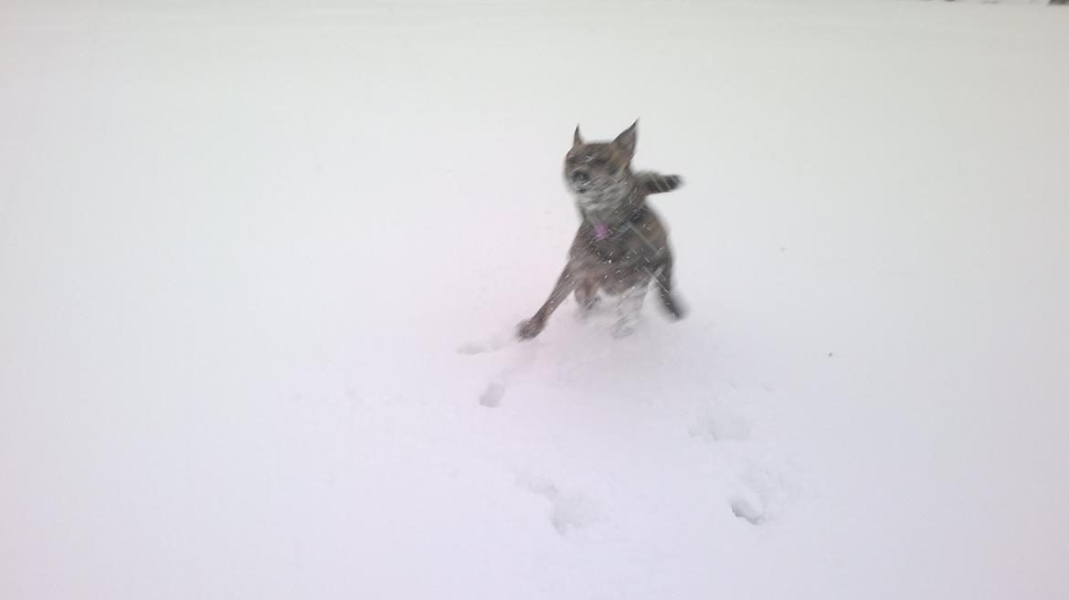 Blanding af racer Kasper billede 34