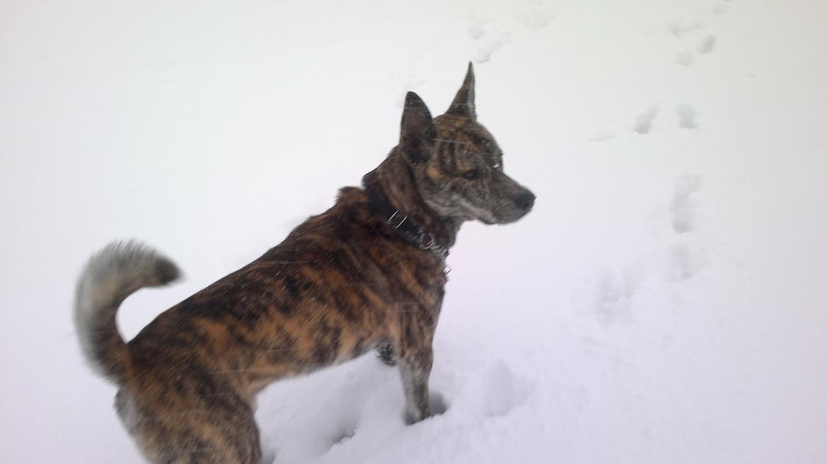 Blanding af racer Kasper billede 35