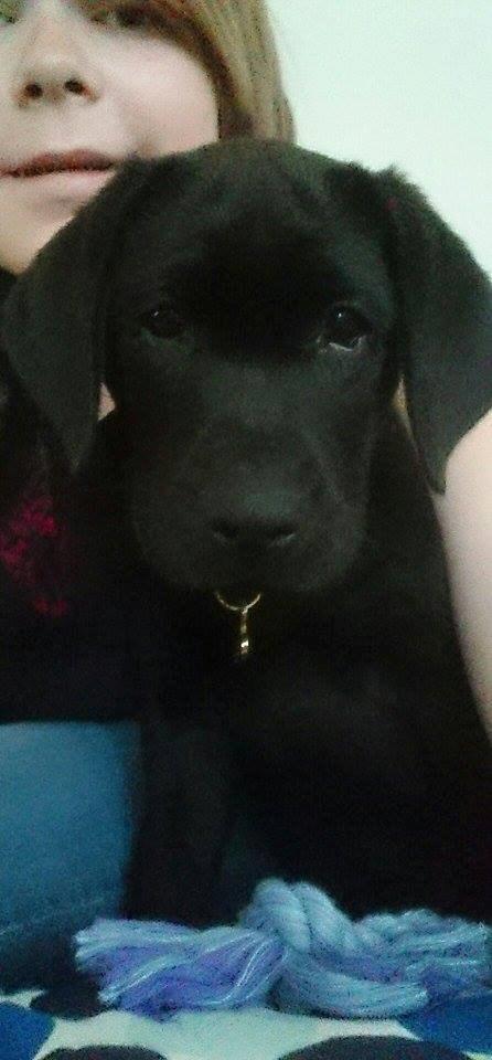 Labrador retriever Tyson SOLGT D. 6/11 - 2014  - Tyson og jeg <3 billede 10