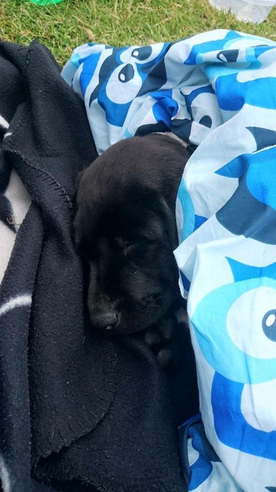 Labrador retriever Tyson SOLGT D. 6/11 - 2014  - Træt efter en omgang fodbold <3 billede 11