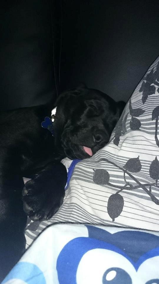 Labrador retriever Tyson SOLGT D. 6/11 - 2014  billede 12