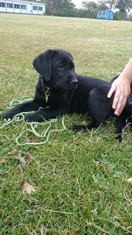 Labrador retriever Tyson SOLGT D. 6/11 - 2014  billede 13