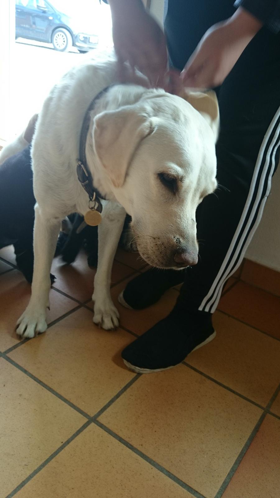 Labrador retriever Tyson SOLGT D. 6/11 - 2014  - Tyson's mor <3 billede 14