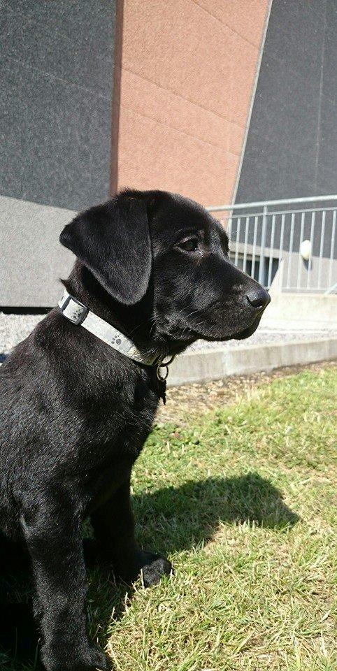 Labrador retriever Tyson SOLGT D. 6/11 - 2014  - Mors smukke hund <3 billede 2