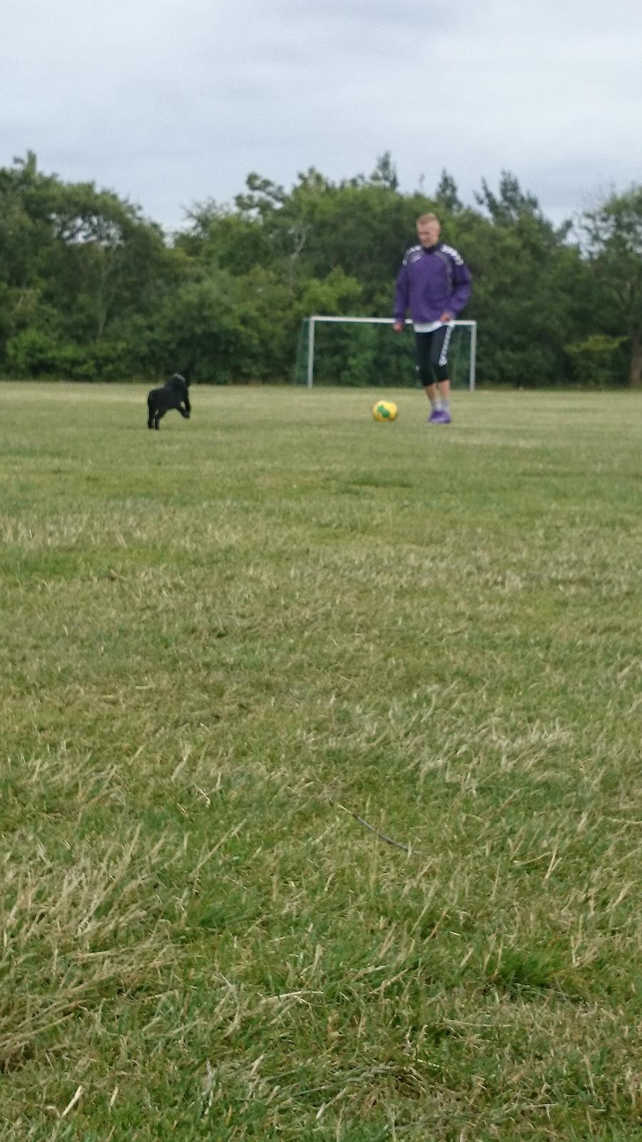 Labrador retriever Tyson SOLGT D. 6/11 - 2014  billede 15