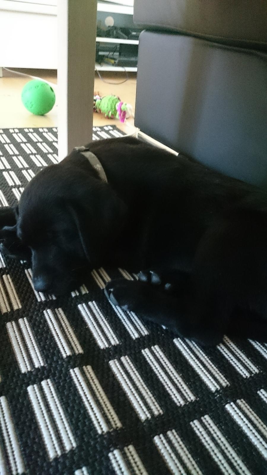 Labrador retriever Tyson SOLGT D. 6/11 - 2014  billede 16