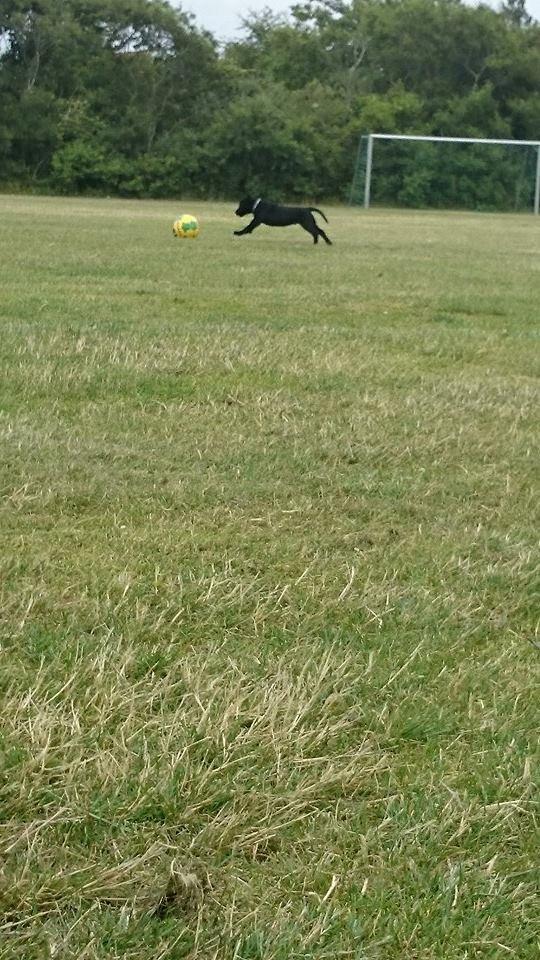 Labrador retriever Tyson SOLGT D. 6/11 - 2014  billede 18