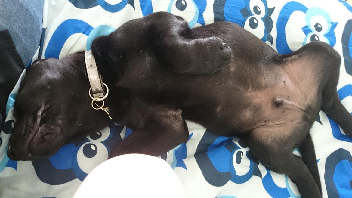 Labrador retriever Tyson SOLGT D. 6/11 - 2014  billede 19