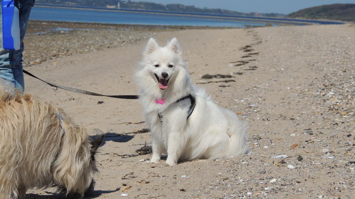 Japansk spids Yuki - Julle - En dejlig tur til stranden :-) billede 10