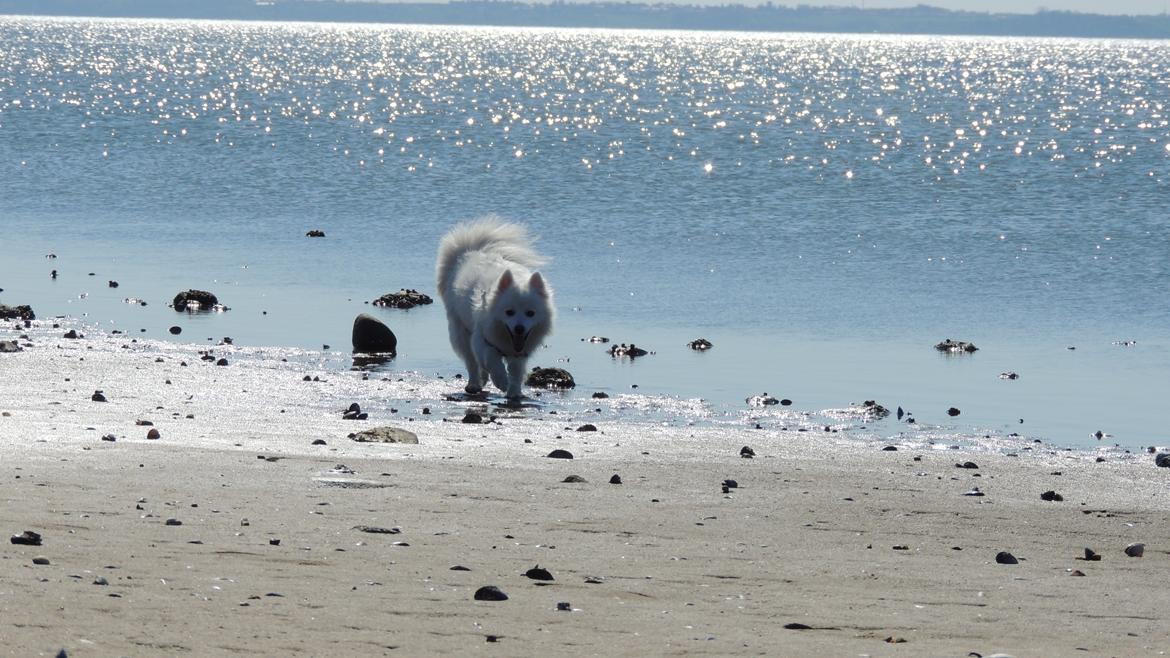 Japansk spids Yuki - Julle billede 11