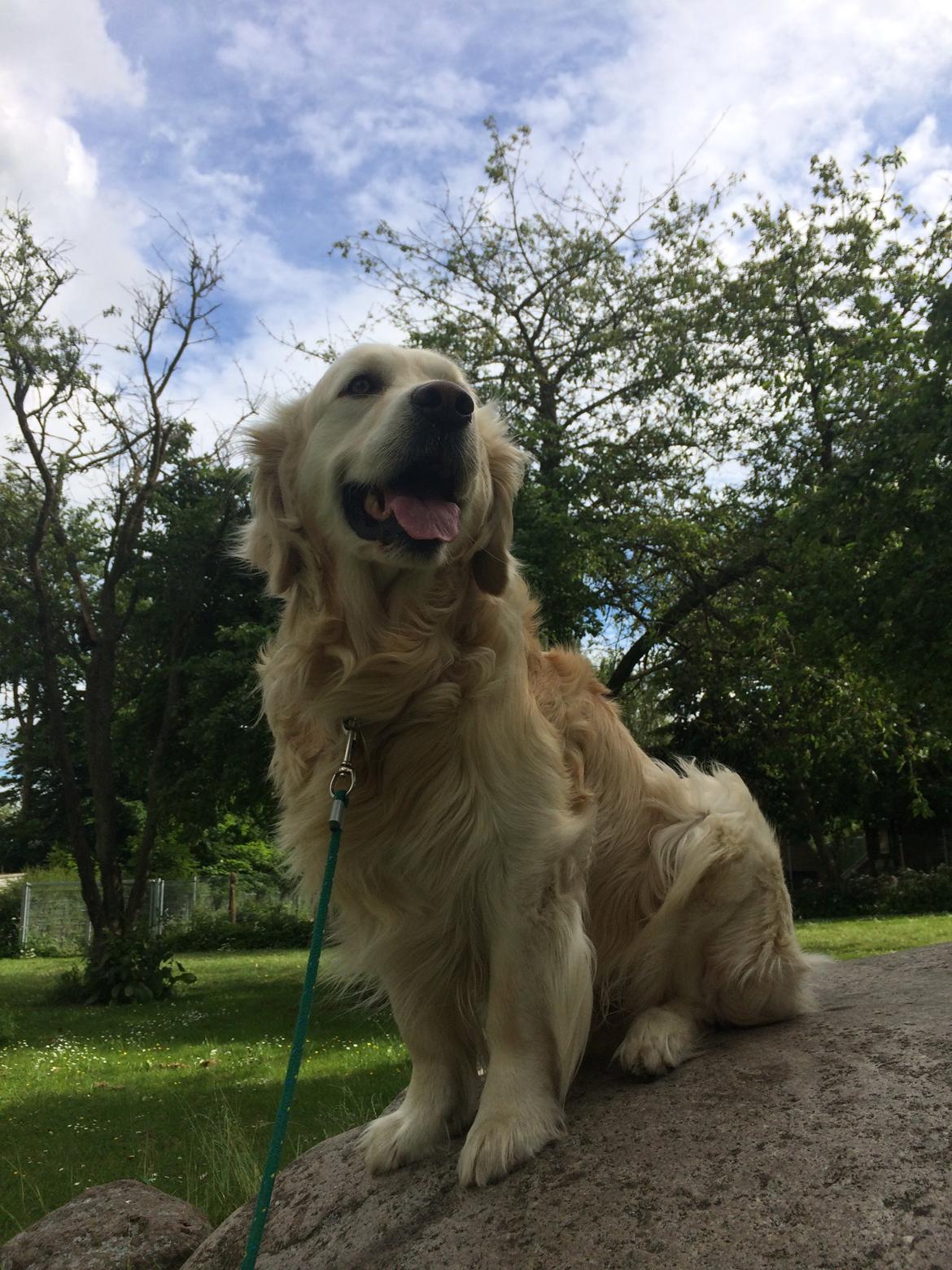 Golden retriever Baloo billede 4