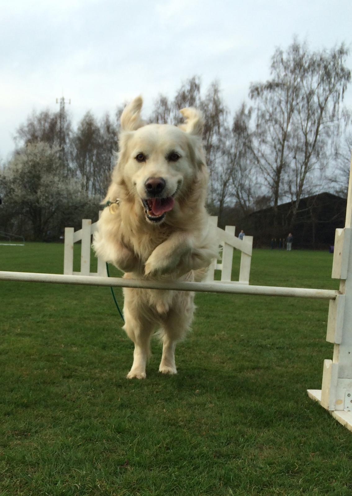 Golden retriever Baloo - Jeg elsker agility! billede 25