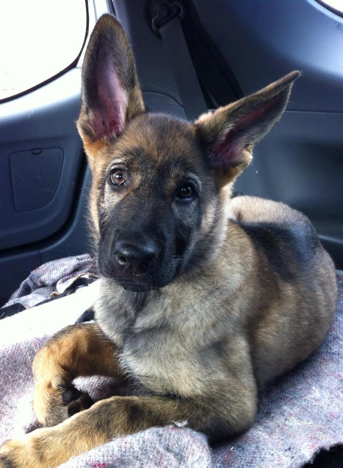 Schæferhund Punktum - Punktum 11 uger - nu med 2 øre der stritter! :-) billede 4