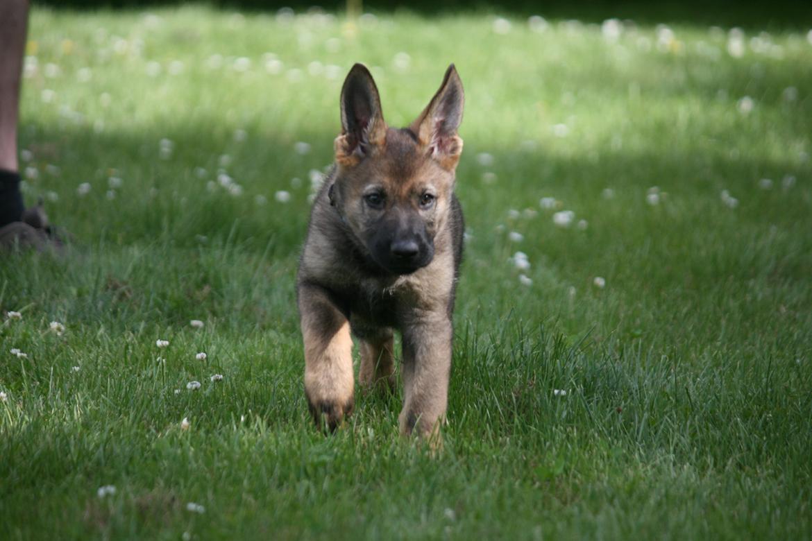 Schæferhund Punktum billede 7