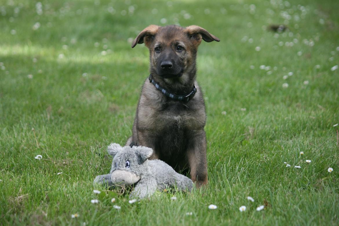 Schæferhund Punktum billede 9
