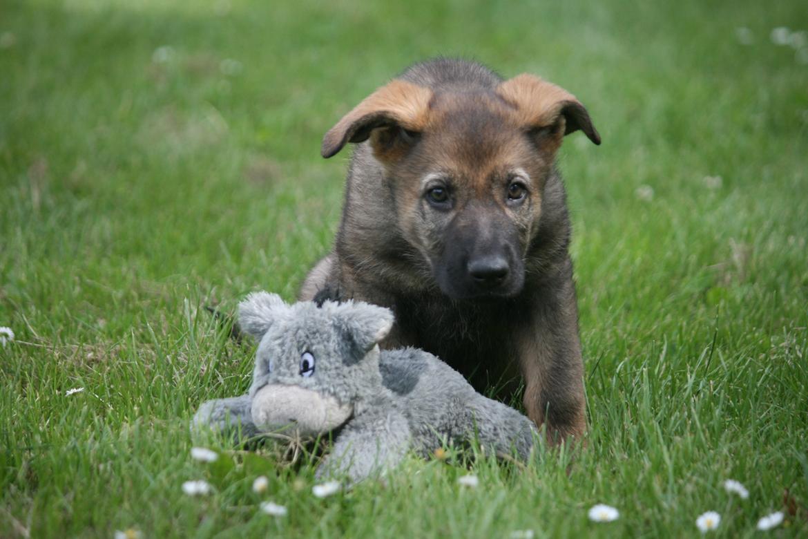 Schæferhund Punktum billede 11