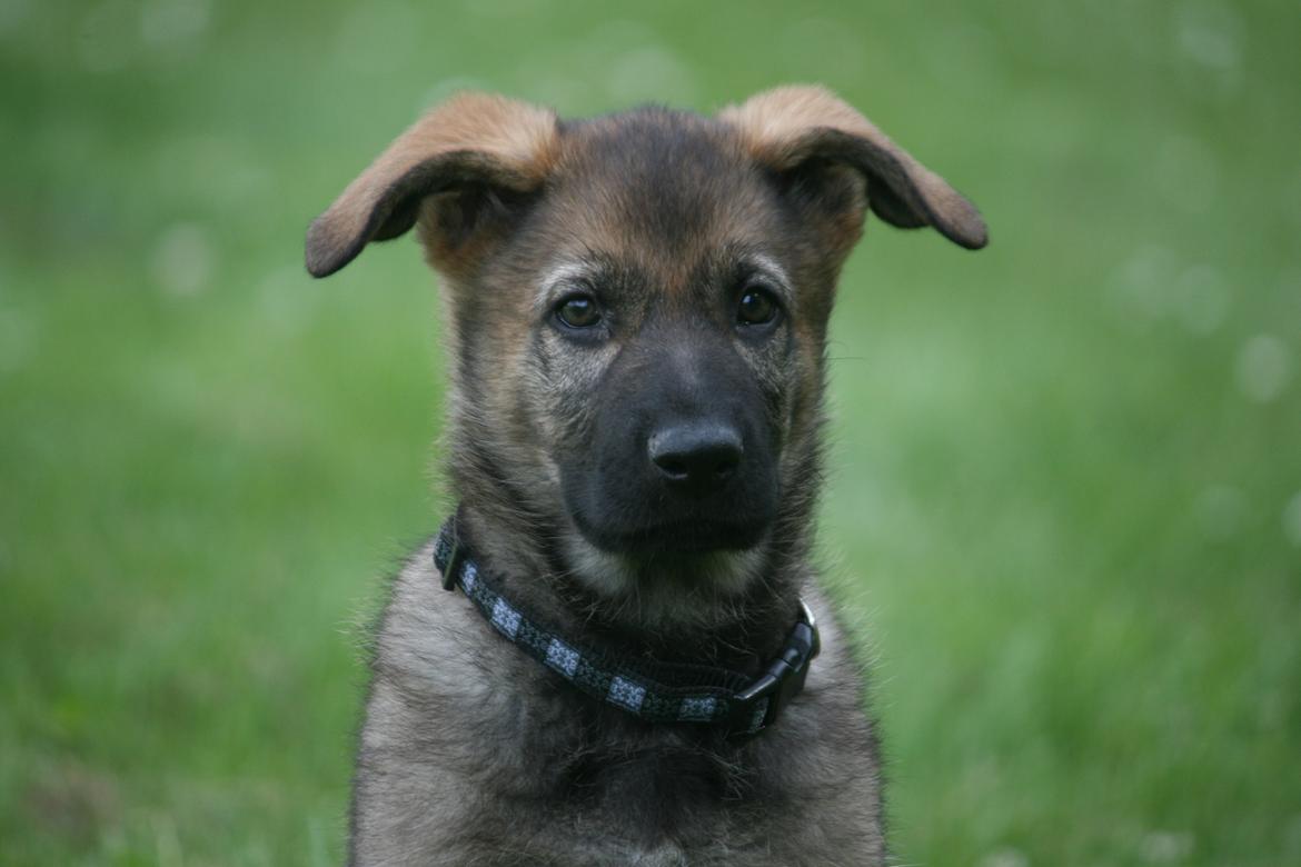 Schæferhund Punktum billede 2