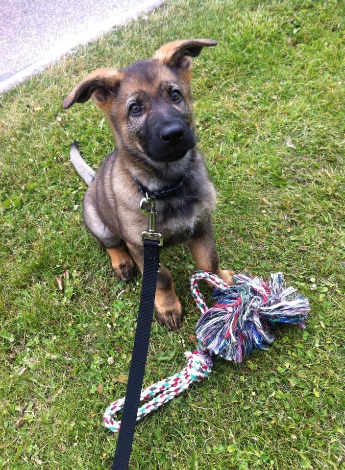 Schæferhund Punktum - Punktum 9,5 uge :-) billede 12