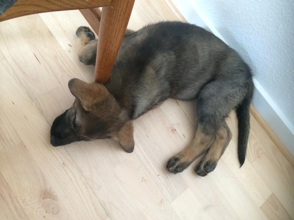 Schæferhund Punktum billede 13