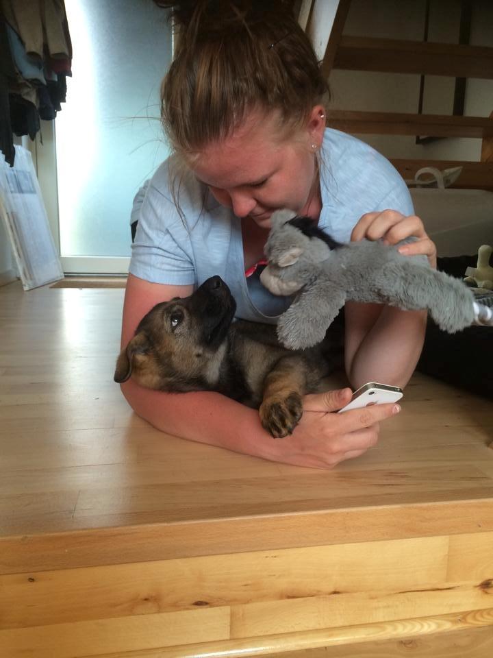 Schæferhund Punktum billede 15