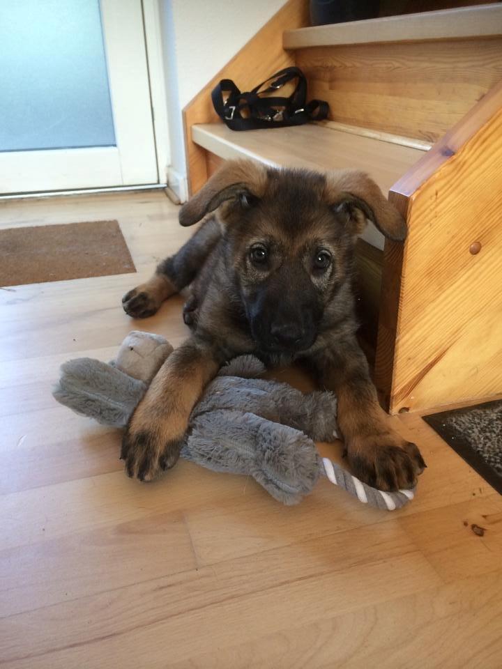 Schæferhund Punktum - Første dag hjemme. billede 6