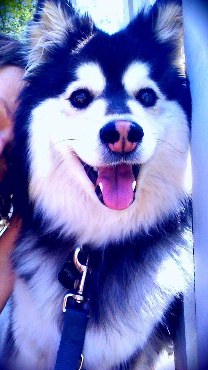 Finsk lapphund gottorps Ussi (kaldt: Bertha) billede 11