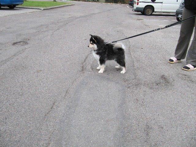 Finsk lapphund gottorps Ussi (kaldt: Bertha) - bertha som babyyy <3333 billede 30