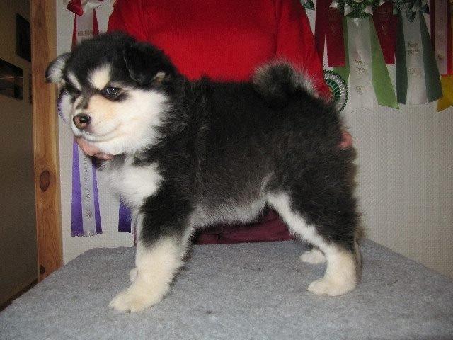 Finsk lapphund gottorps Ussi (kaldt: Bertha) - bertha som babyyy <3333 billede 23