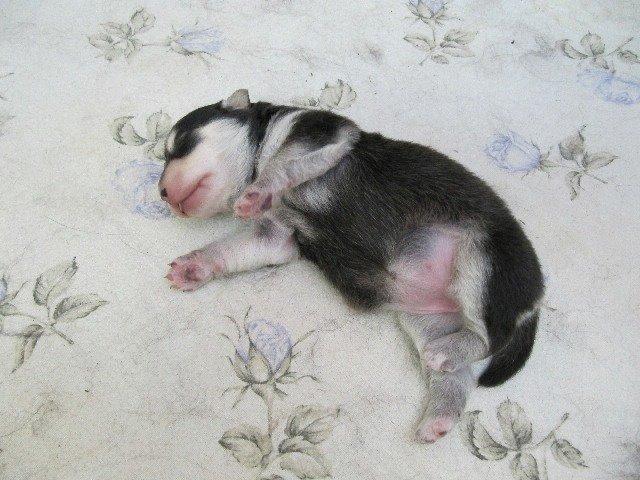 Finsk lapphund gottorps Ussi (kaldt: Bertha) - bertha som babyyy <3333 billede 36