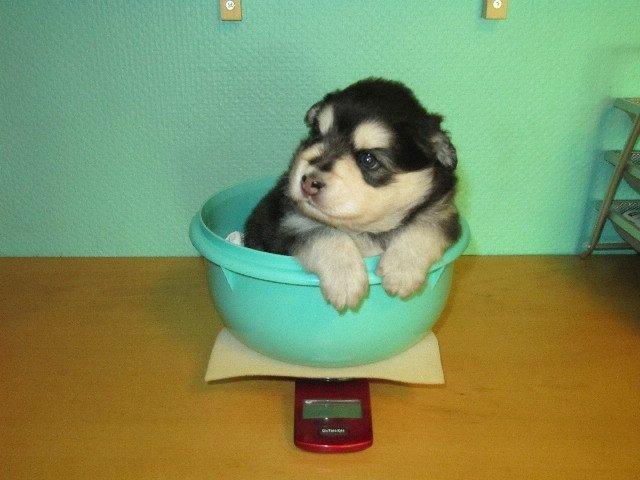 Finsk lapphund gottorps Ussi (kaldt: Bertha) - bertha som babyyy <3333 billede 40