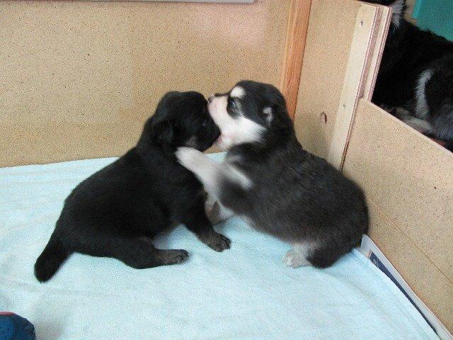 Finsk lapphund gottorps Ussi (kaldt: Bertha) - bertha som en meget ond søster :) hvis du spørge hendes bror som er ved at miste snuden ;) <3333 billede 8