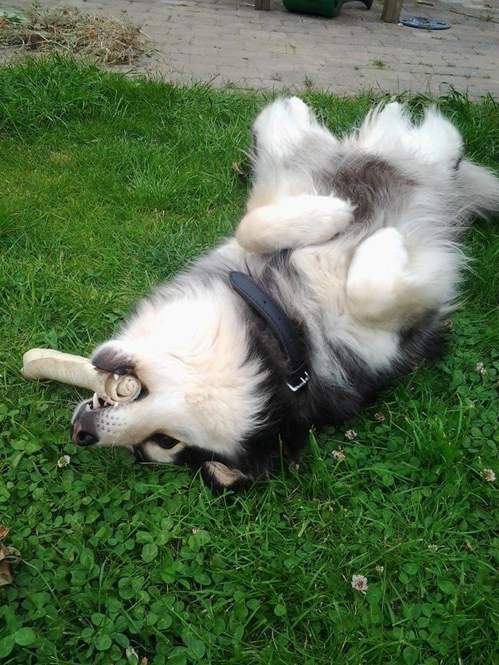 Finsk lapphund gottorps Ussi (kaldt: Bertha) billede 15