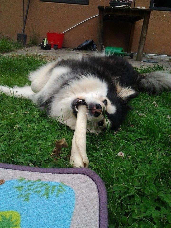 Finsk lapphund gottorps Ussi (kaldt: Bertha) billede 43