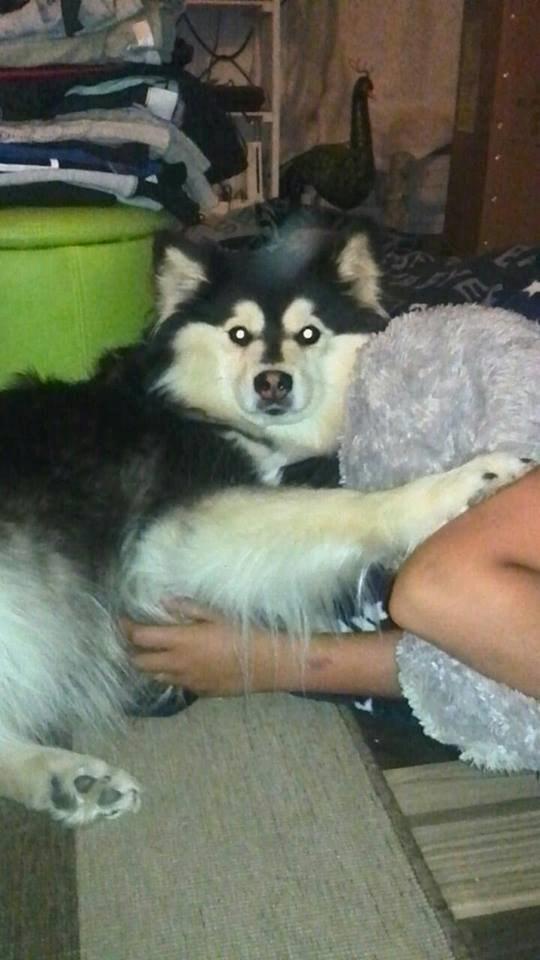 Finsk lapphund gottorps Ussi (kaldt: Bertha) billede 42