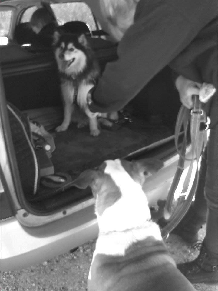 Finsk lapphund gottorps Ussi (kaldt: Bertha) billede 32