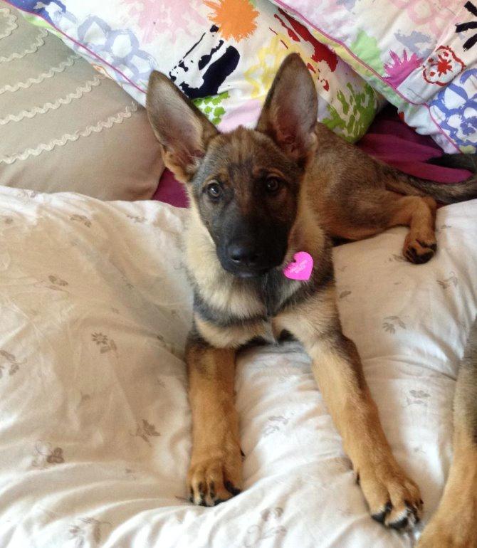 Schæferhund Team Englund`s Cookie billede 3