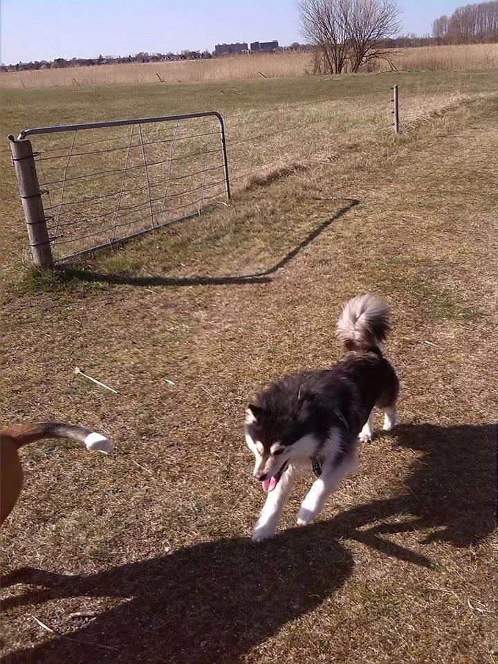 Finsk lapphund gottorps Ussi (kaldt: Bertha) billede 44