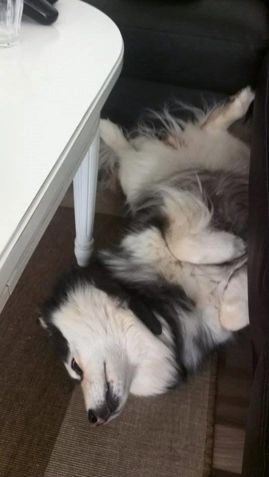 Finsk lapphund gottorps Ussi (kaldt: Bertha) - at sove afslappet billede 33