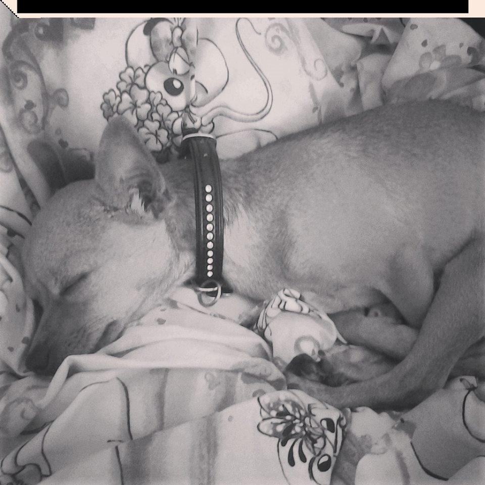 Chihuahua vera billede 2