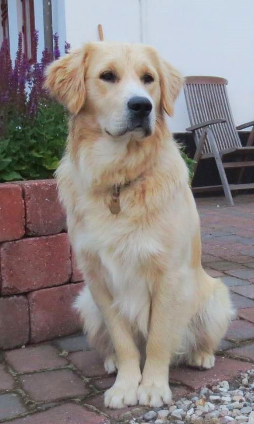 Blanding af racer Balder Himmelhund  billede 3