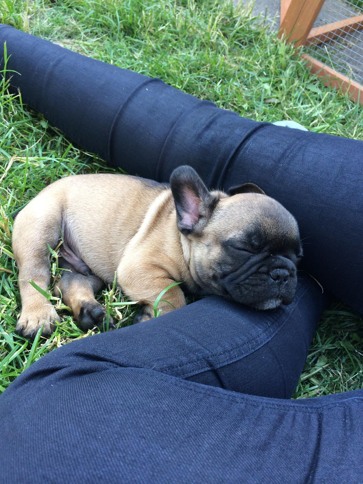 Fransk bulldog Ludvig - .. Og så faldt han i søvn.. <3 billede 7