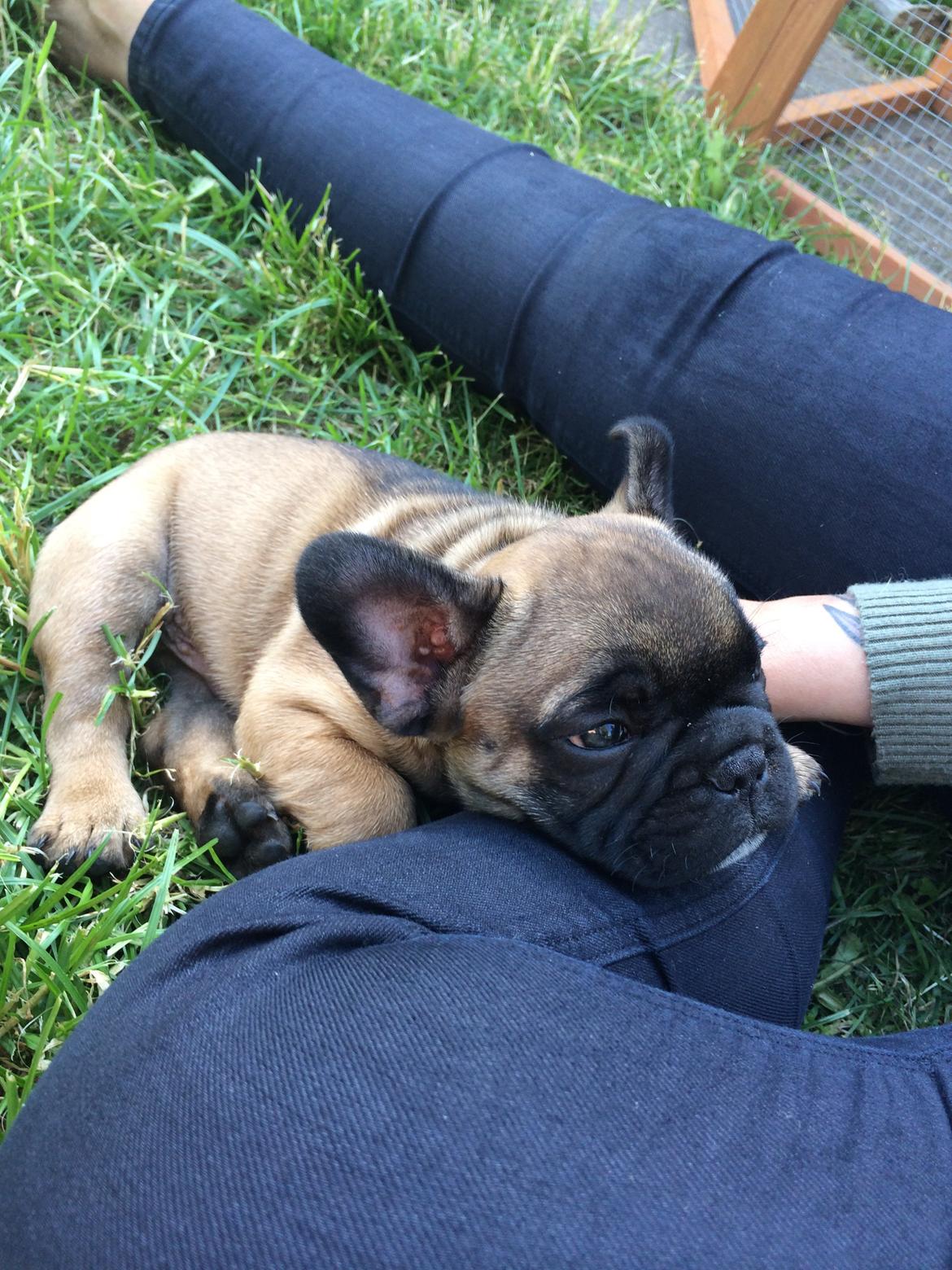 Fransk bulldog Ludvig - 7 uger, og sååå træt...  billede 6