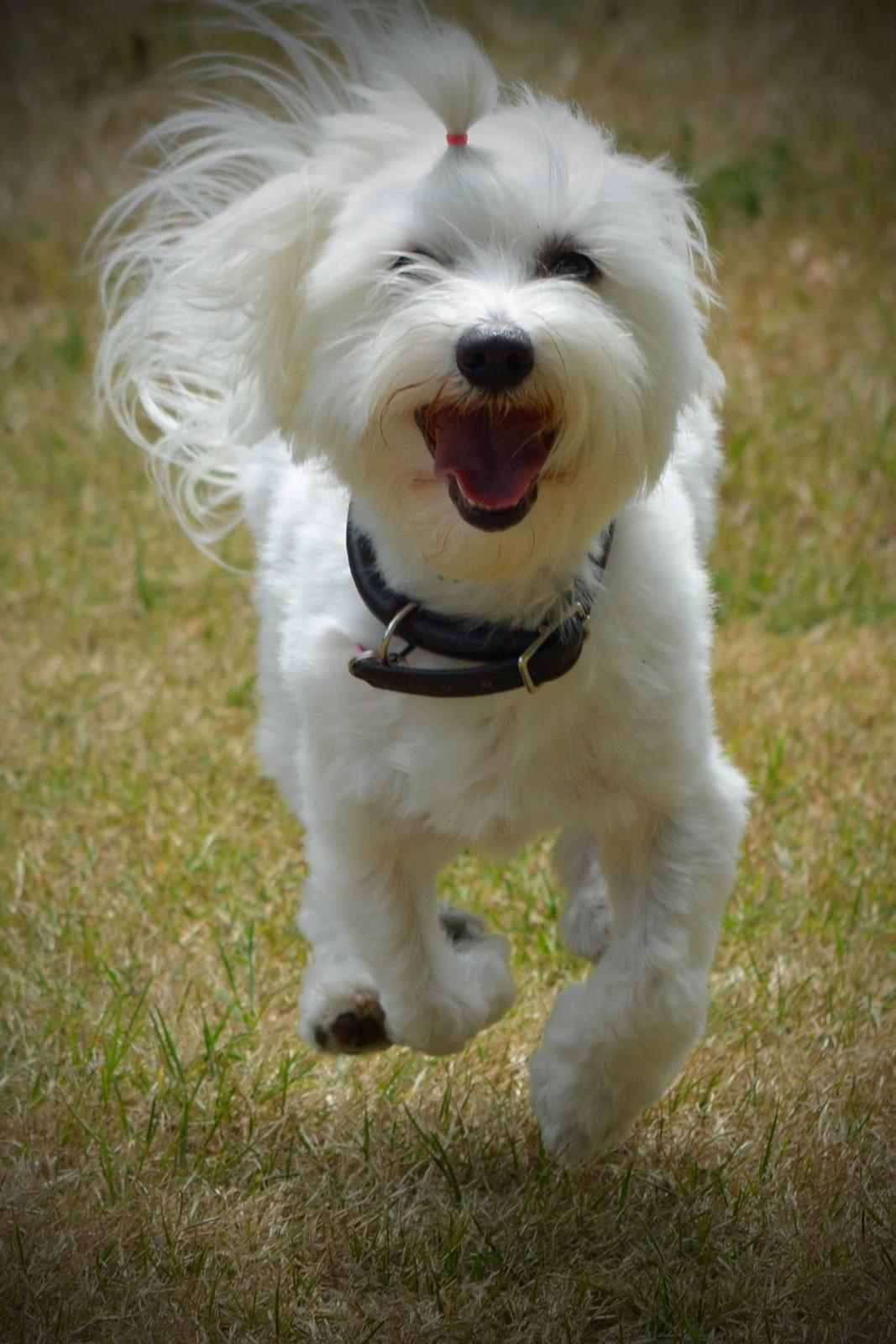 Malteser Fie R.I.P 26. Januar 2015 billede 39