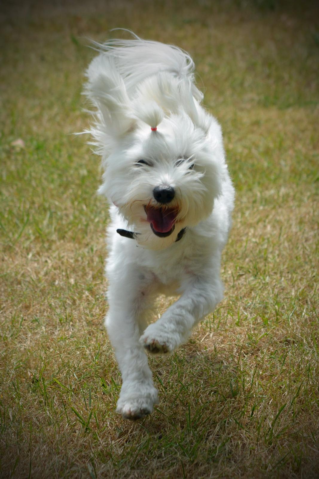 Malteser Fie R.I.P 26. Januar 2015 billede 40